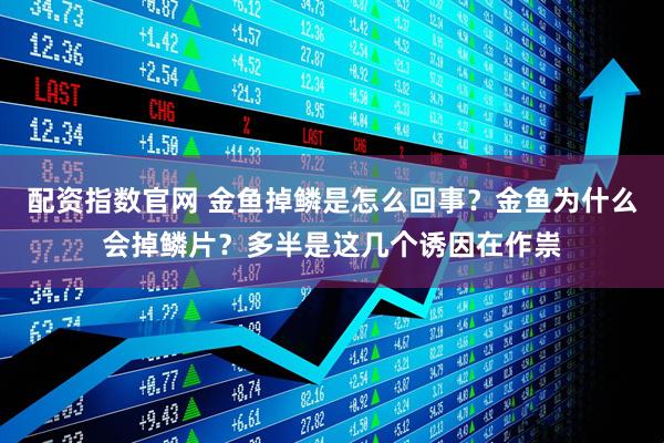 配资指数官网 金鱼掉鳞是怎么回事？金鱼为什么会掉鳞片？多半是这几个诱因在作祟